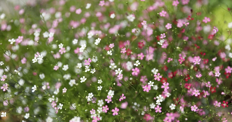 Les limites des dispositifs de certification